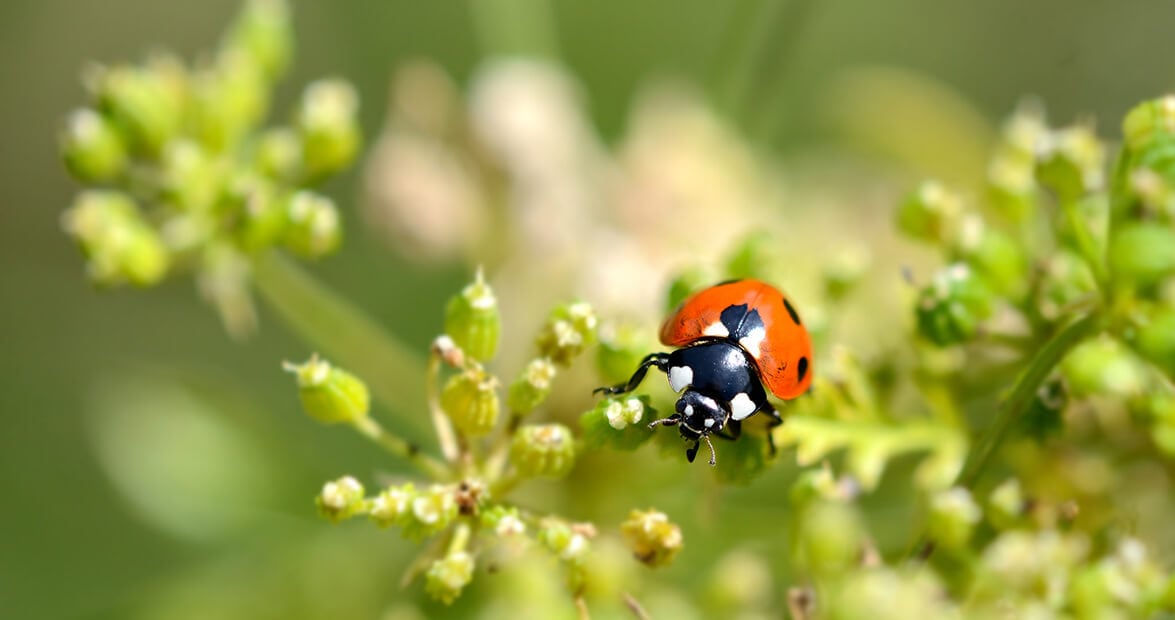 El botiquín verde del jardín: las recetas caseras que el INTA recomienda para espantar plagas sin químicos