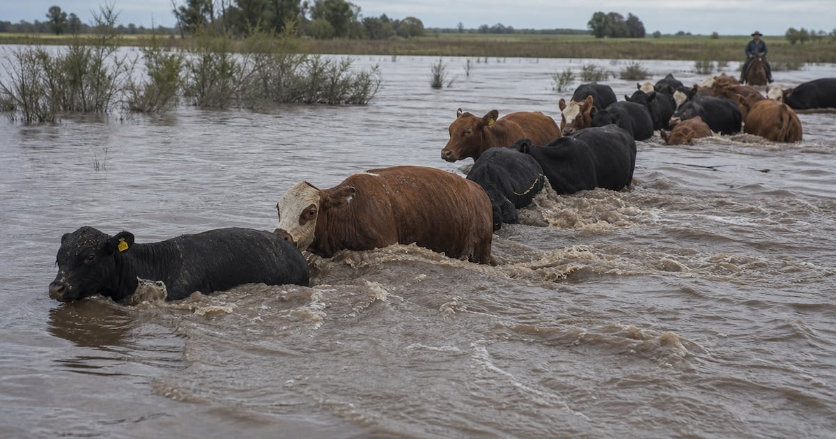 La crecida del Paraná golpea al ganado correntino y recalienta el precio de la carne en Cañuelas
