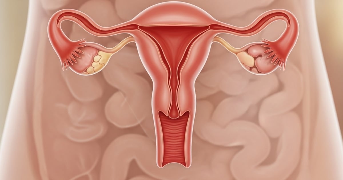 El ovario no se apaga: descubren que sigue activo y cambiante décadas después de la menopausia