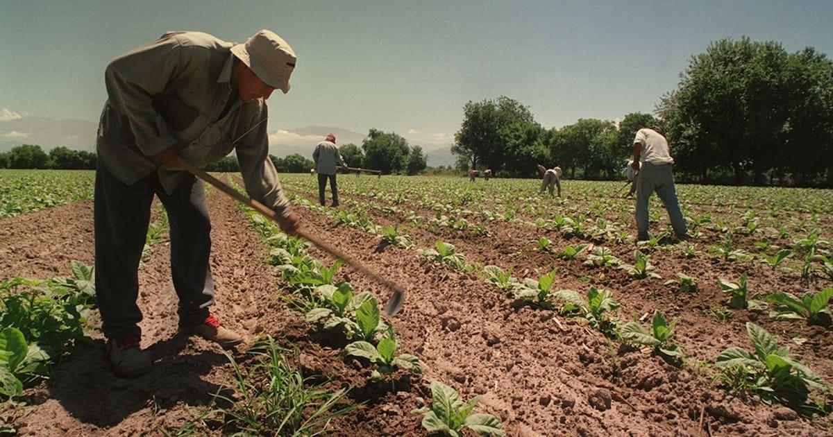 El campo sostiene un blindaje social: trabajadores temporarios seguirán cobrando asignaciones equiparadas a la AUH por un año más
