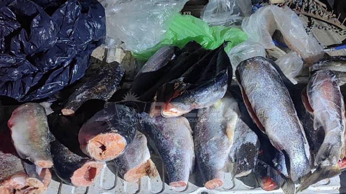 Pesca en Neuquén: la ventana previa al 1 de noviembre que muchos aprovechan y otros se pasan de largo